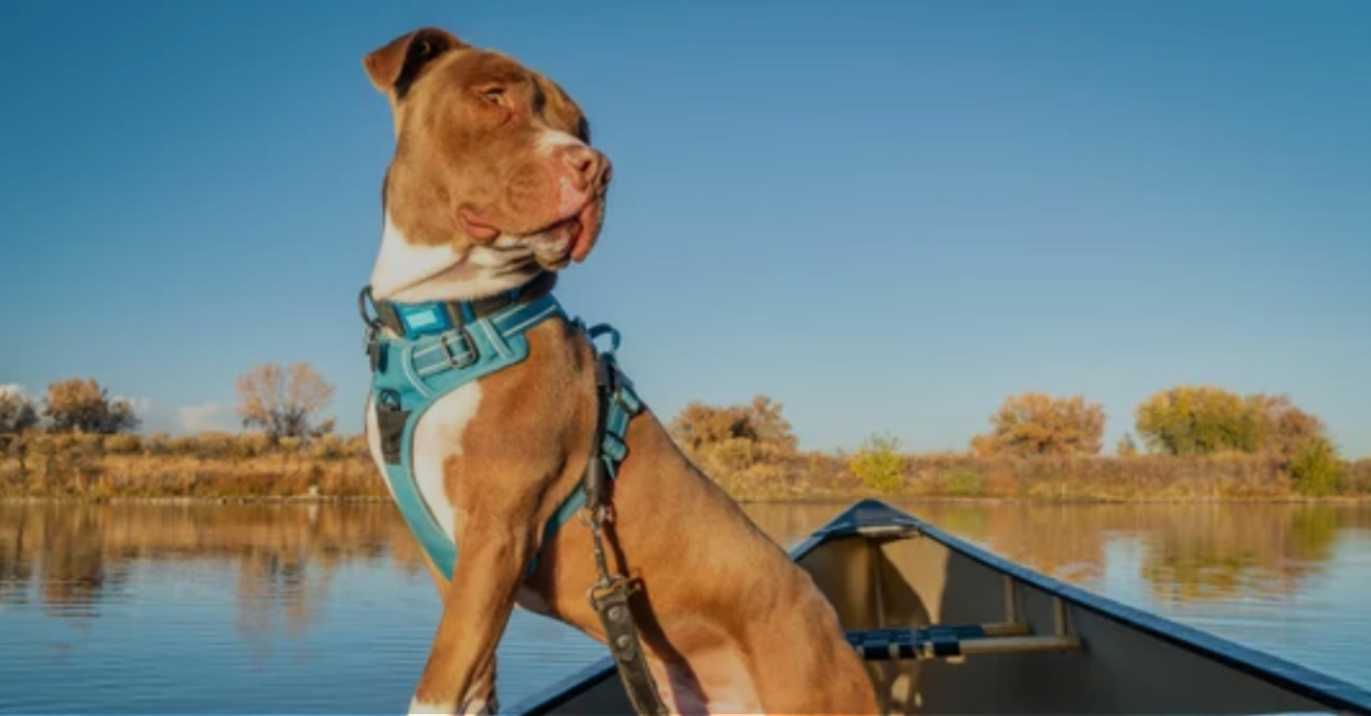 Introducing WOLFpup: The Ultimate Dog Accessories for Your Stylish Pup