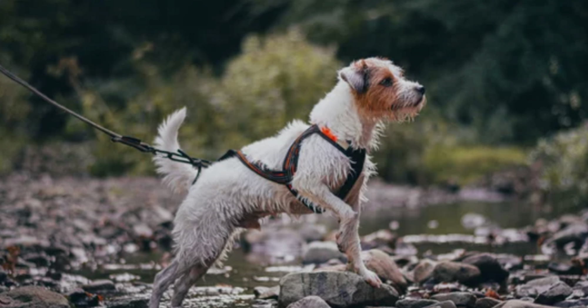 The Top Dog Breeds of 2025: Why These Pups Are Stealing Hearts