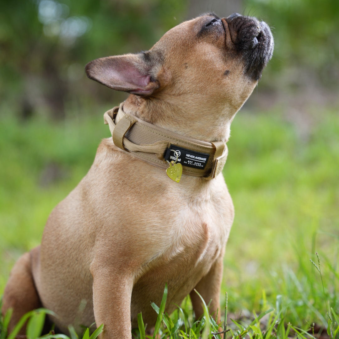 Tactical Dog Collar Khaki