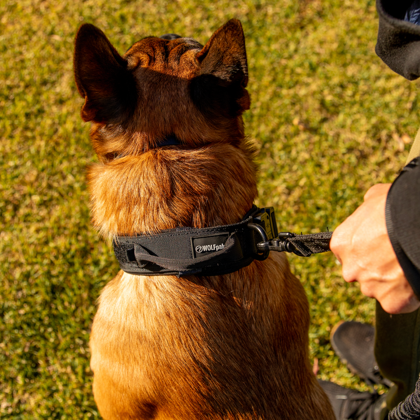 Tactical Dog Collar Black