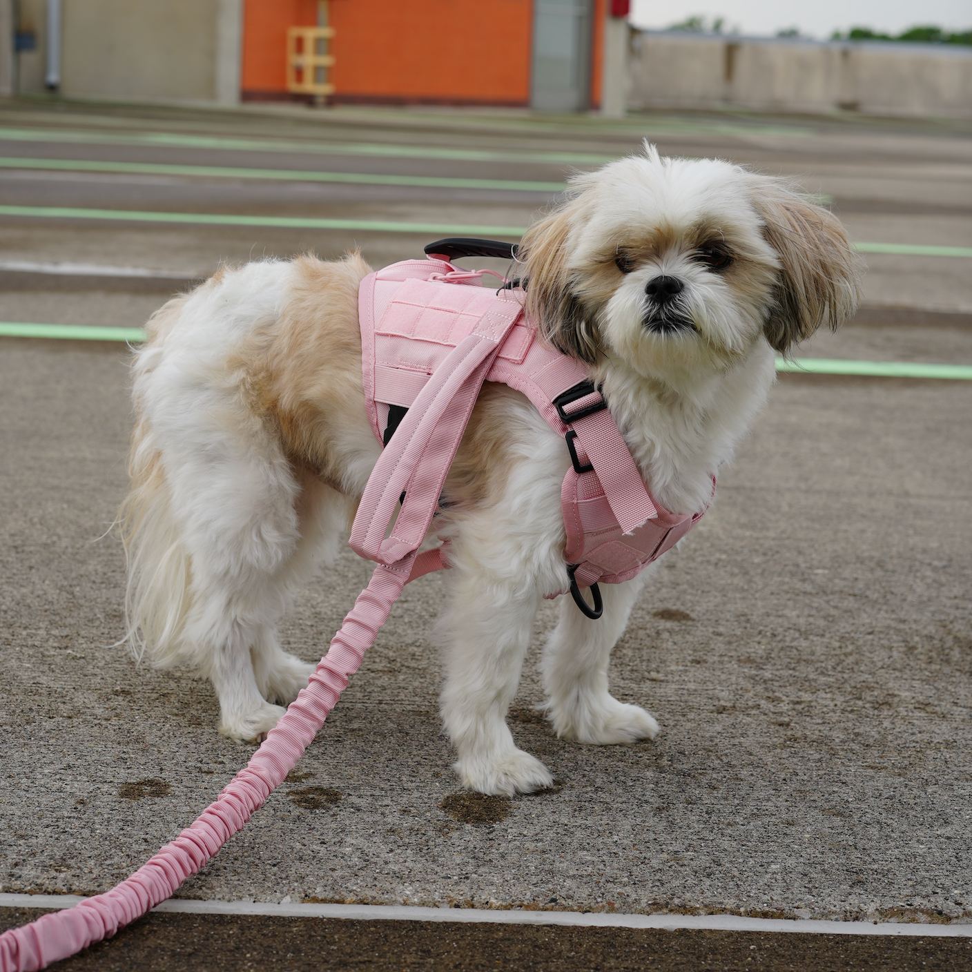 Tactical Leash Dream Pink