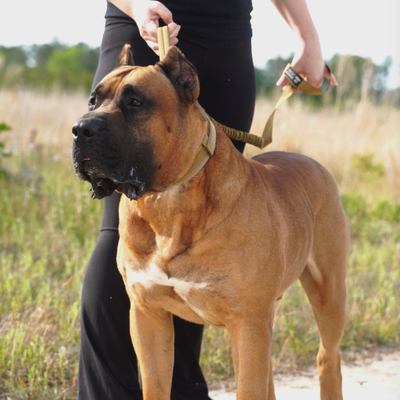 Tactical Dog Collar Khaki