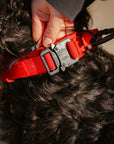 Tactical Dog Collar Elite Red