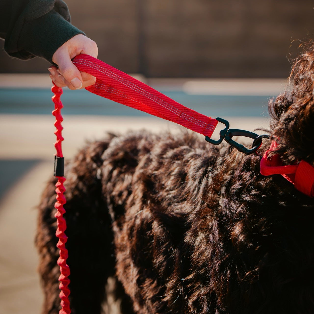 Tactical Seat Belt Leash Elite Red