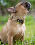 Tactical Dog Collar Khaki