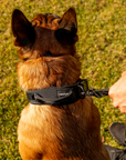 Tactical Dog Collar Black
