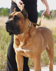 Tactical Dog Collar Khaki